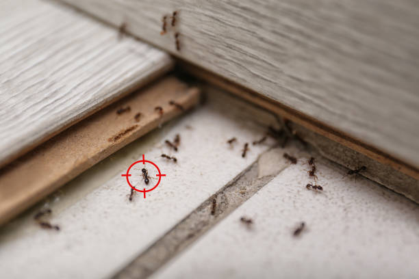 Pest Control Cost in Nassau Village Ratliff, FL